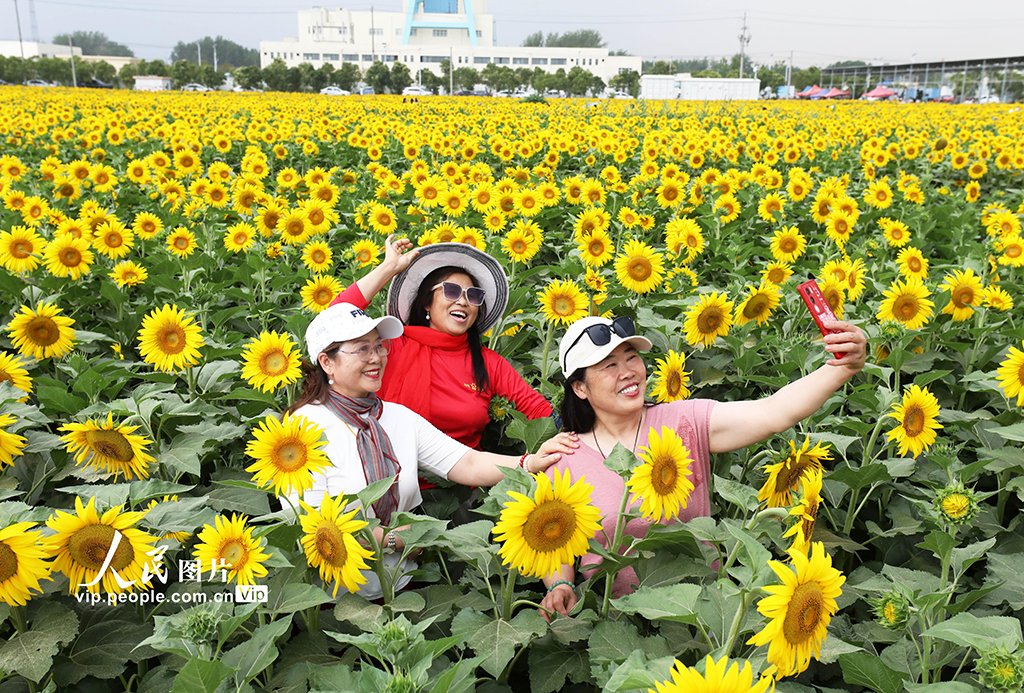安徽淮北：芬芳夏日葵花开【10】