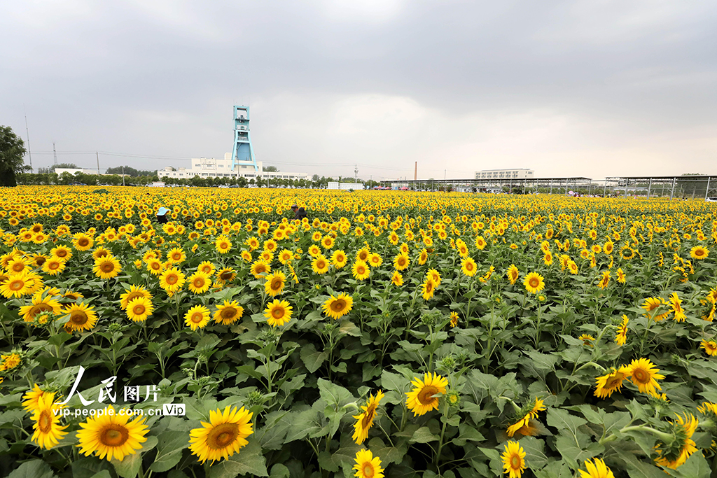 安徽淮北：芬芳夏日葵花开【11】
