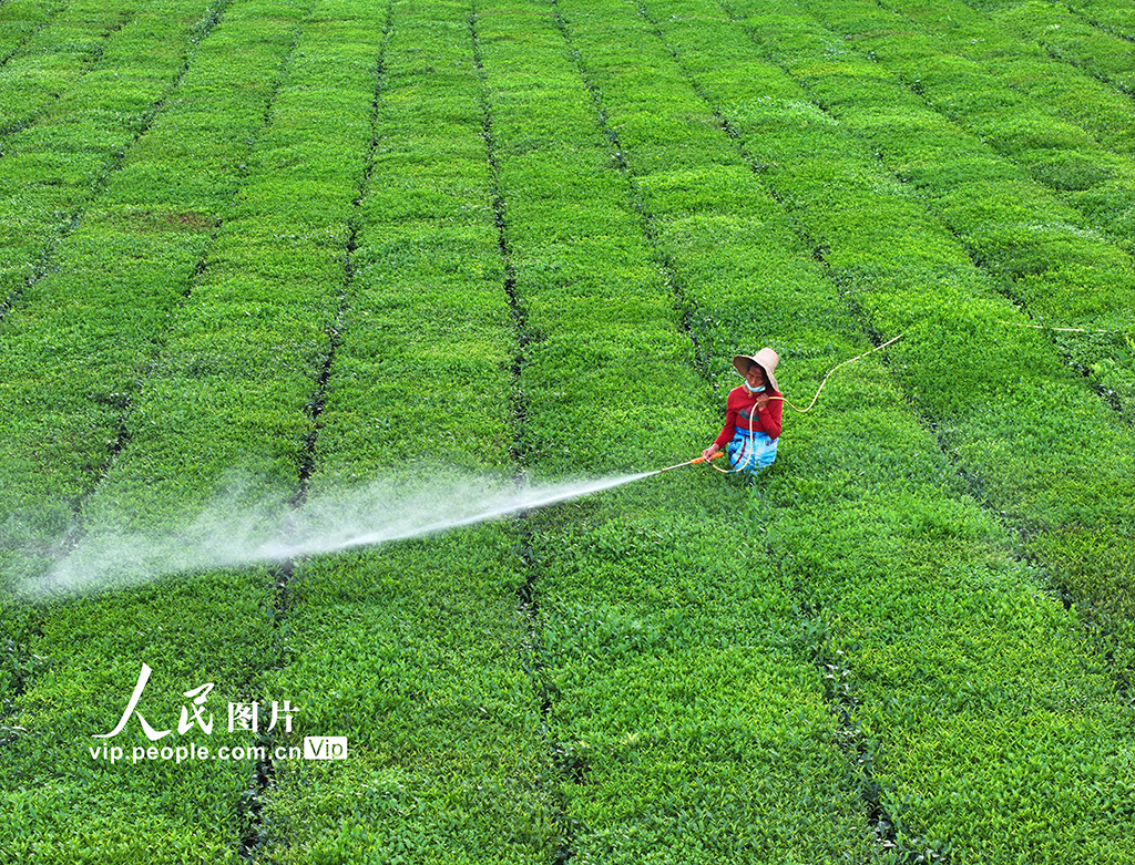 江西泰和：夏茶管护