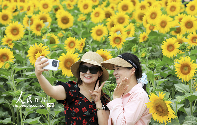 安徽淮北：芬芳夏日葵花开