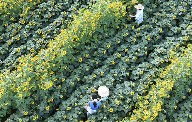 河南济源：油葵绽放