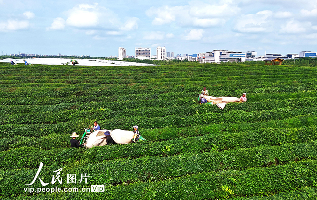 江西赣江新区：机采夏茶忙
