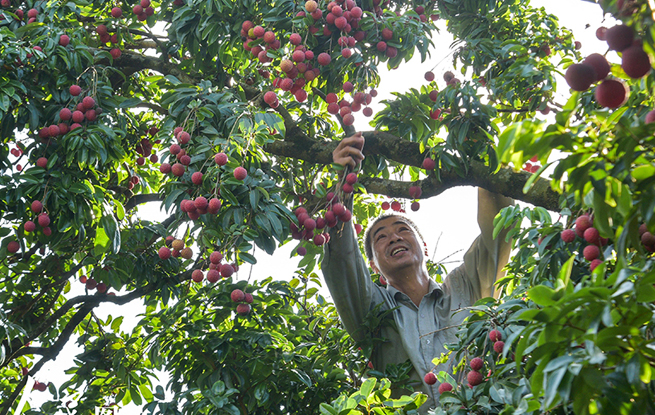广西梧州：荔枝熟 采摘忙