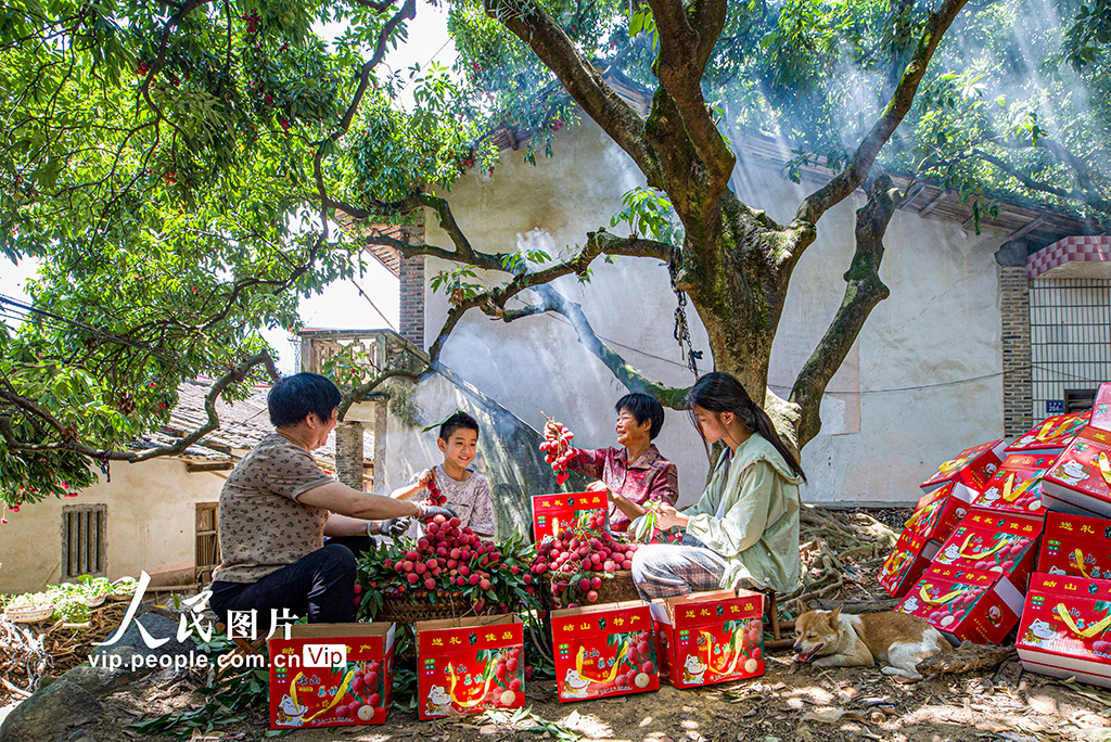 福建永春：荔枝丰收采摘忙【2】