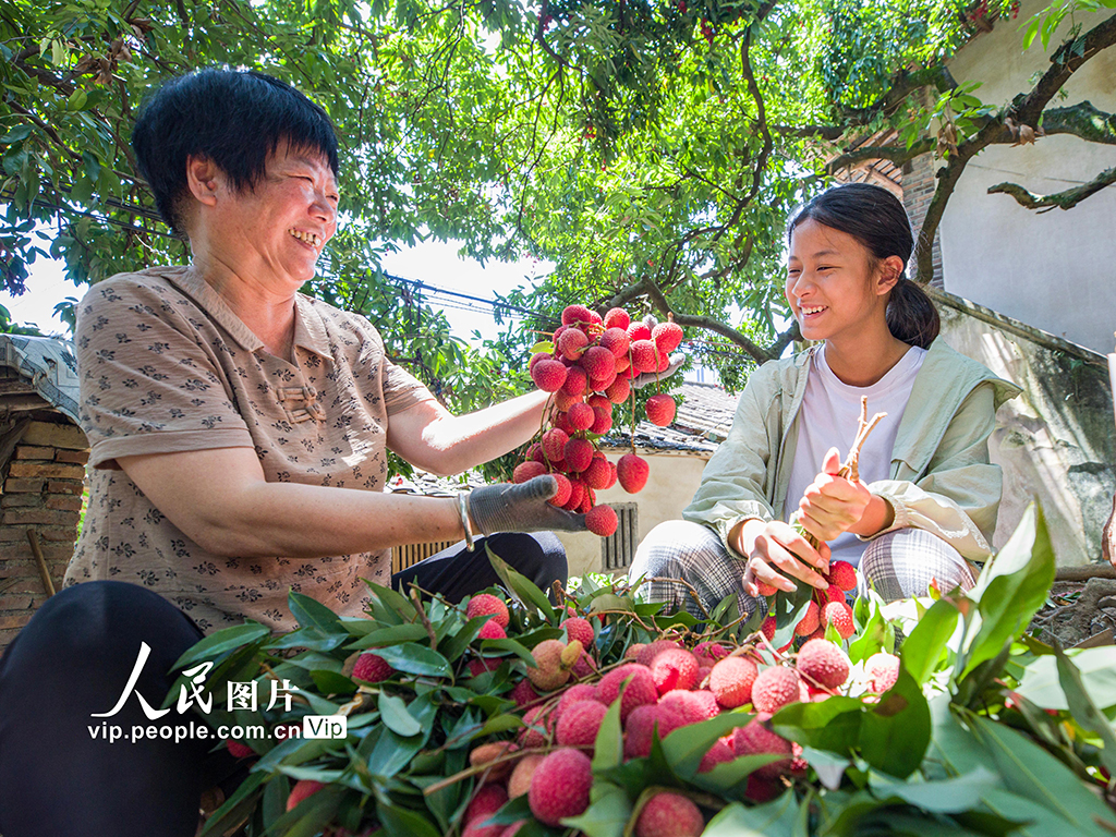 福建永春：荔枝丰收采摘忙