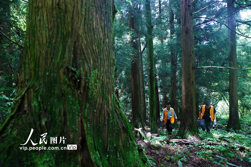 重庆：巡山护林严防火