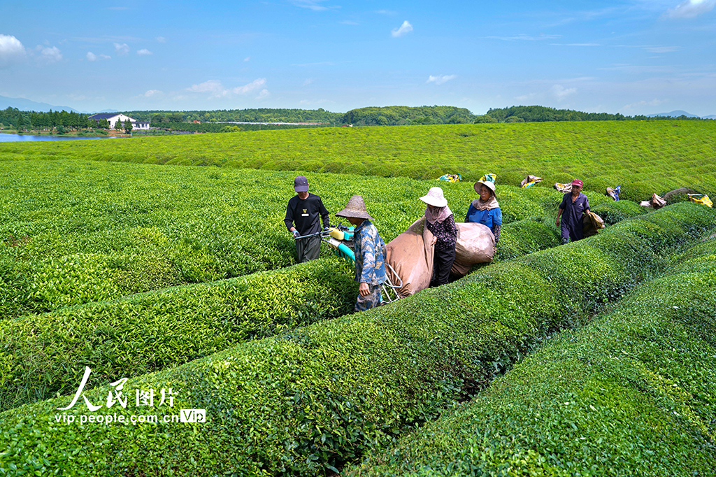 江西新余：机采夏茶助农增收【6】