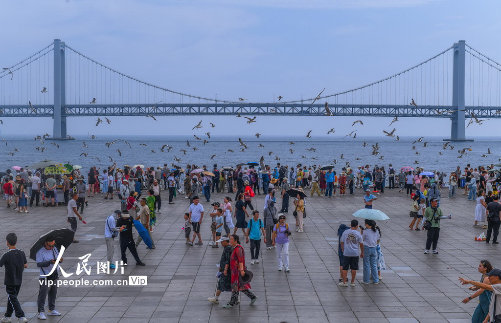 与海鸥的夏日之约【2】