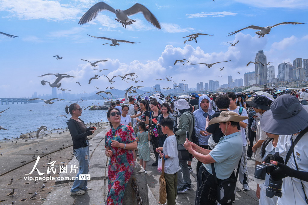 与海鸥的夏日之约【3】
