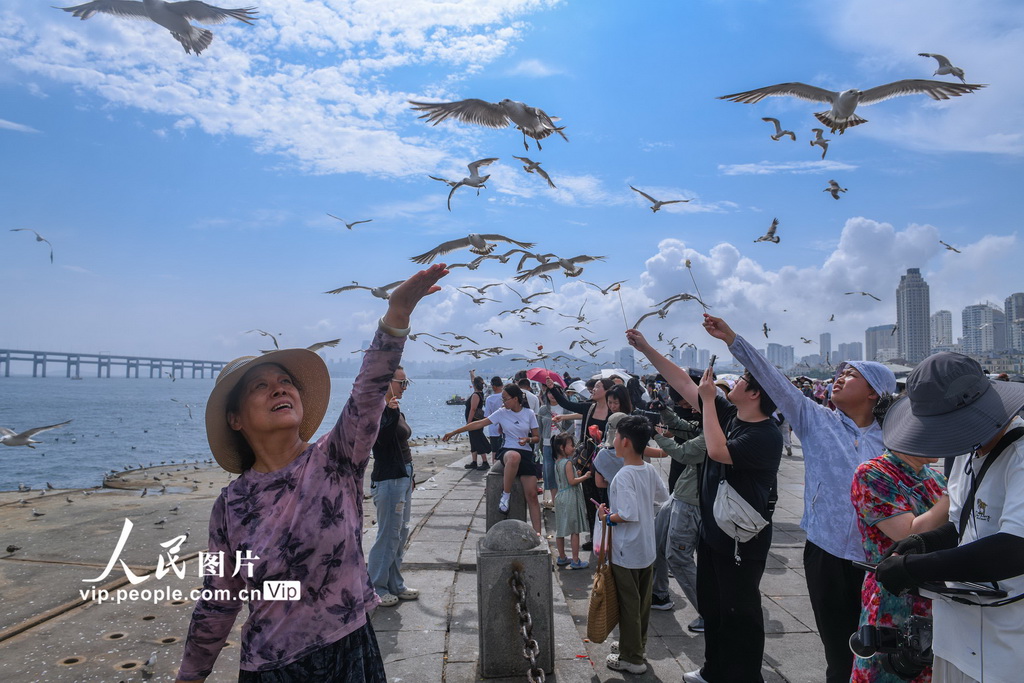 与海鸥的夏日之约