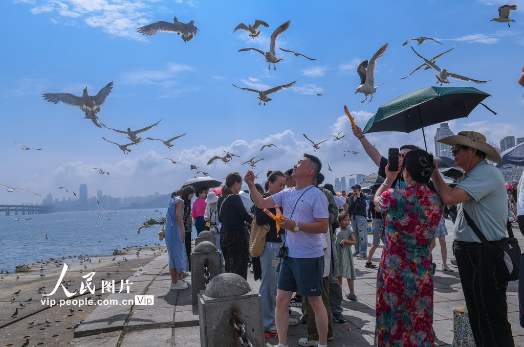 与海鸥的夏日之约【4】