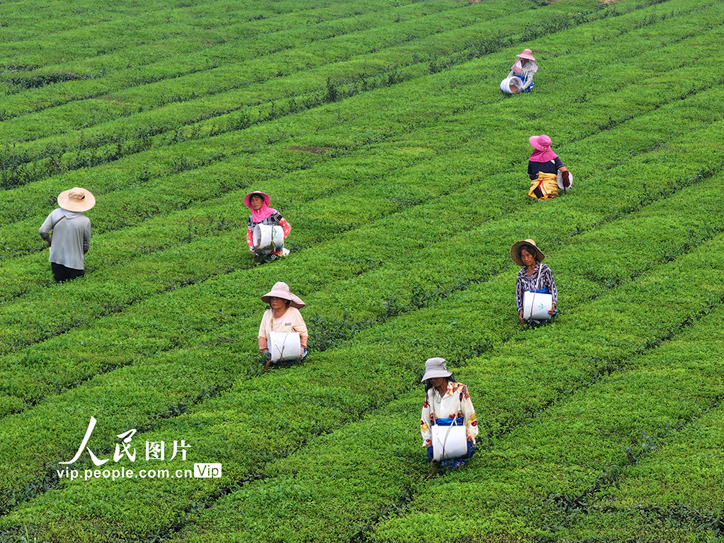 江西泰和：茶树施肥管护忙【4】