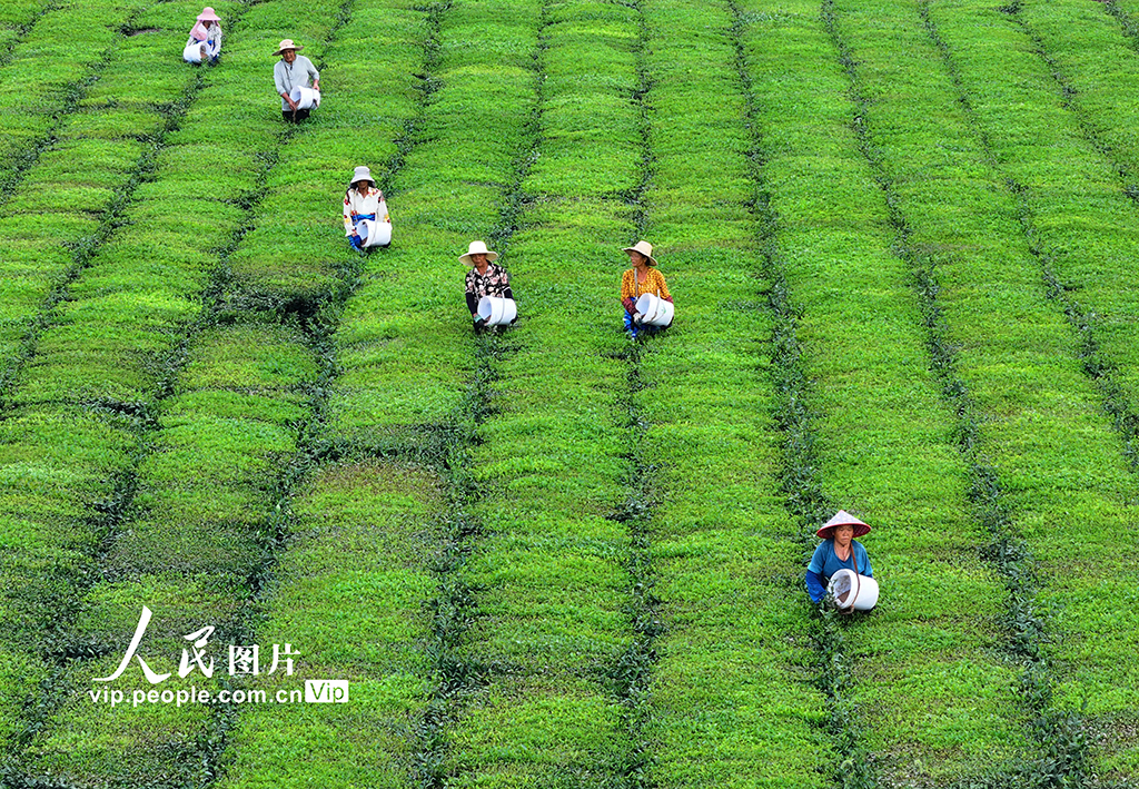 江西泰和：茶树施肥管护忙【5】