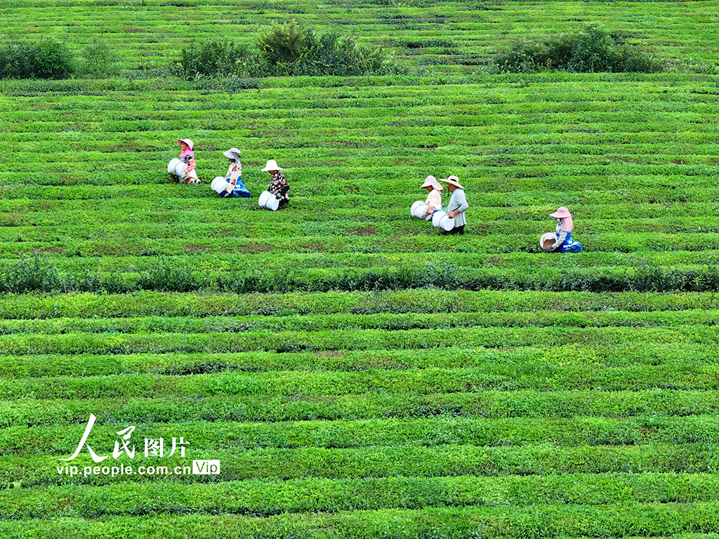 江西泰和：茶树施肥管护忙【3】