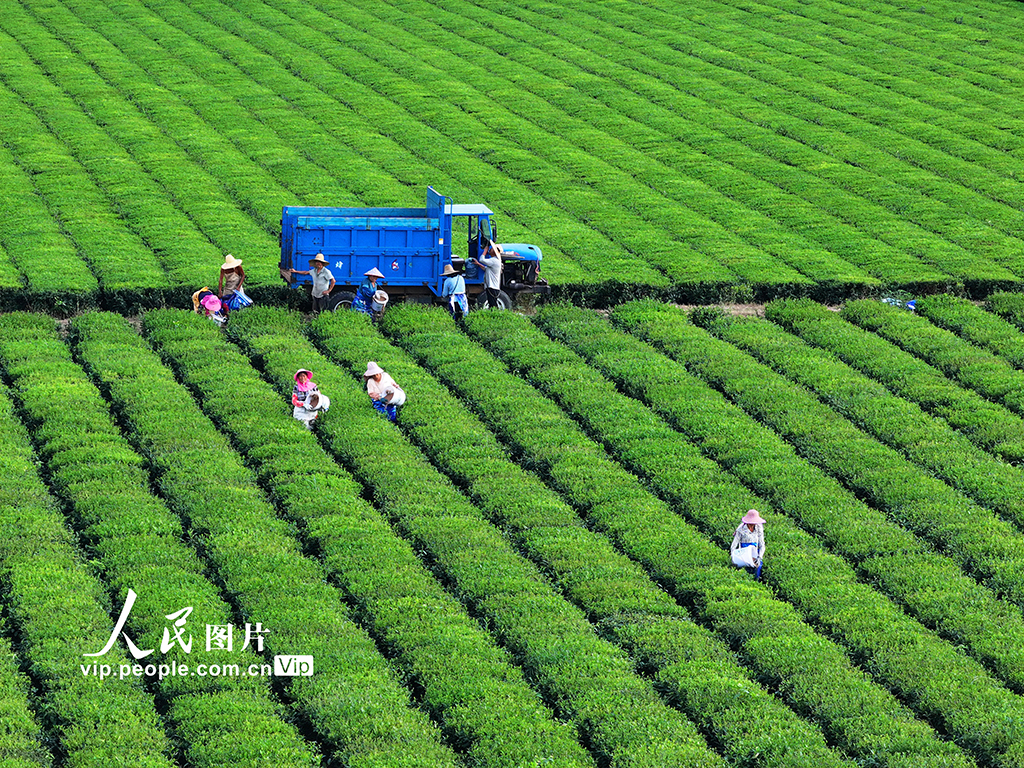 江西泰和：茶树施肥管护忙【6】