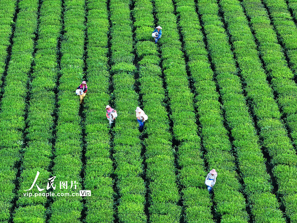 江西泰和：茶树施肥管护忙【2】