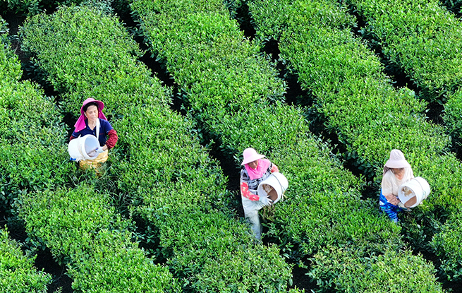 江西泰和：茶树施肥管护忙