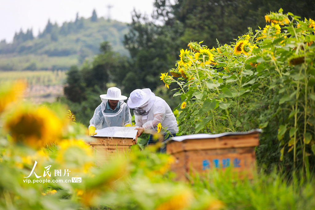 贵州黔西：种花养蜂助农增收