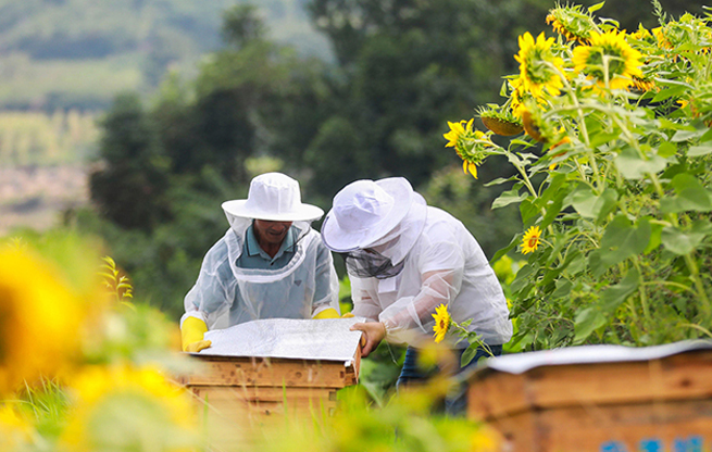 贵州黔西：种花养蜂助农增收