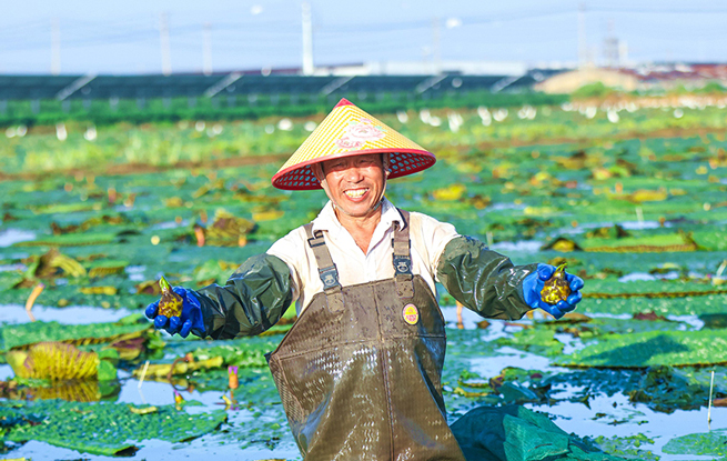 采收芡实正当时