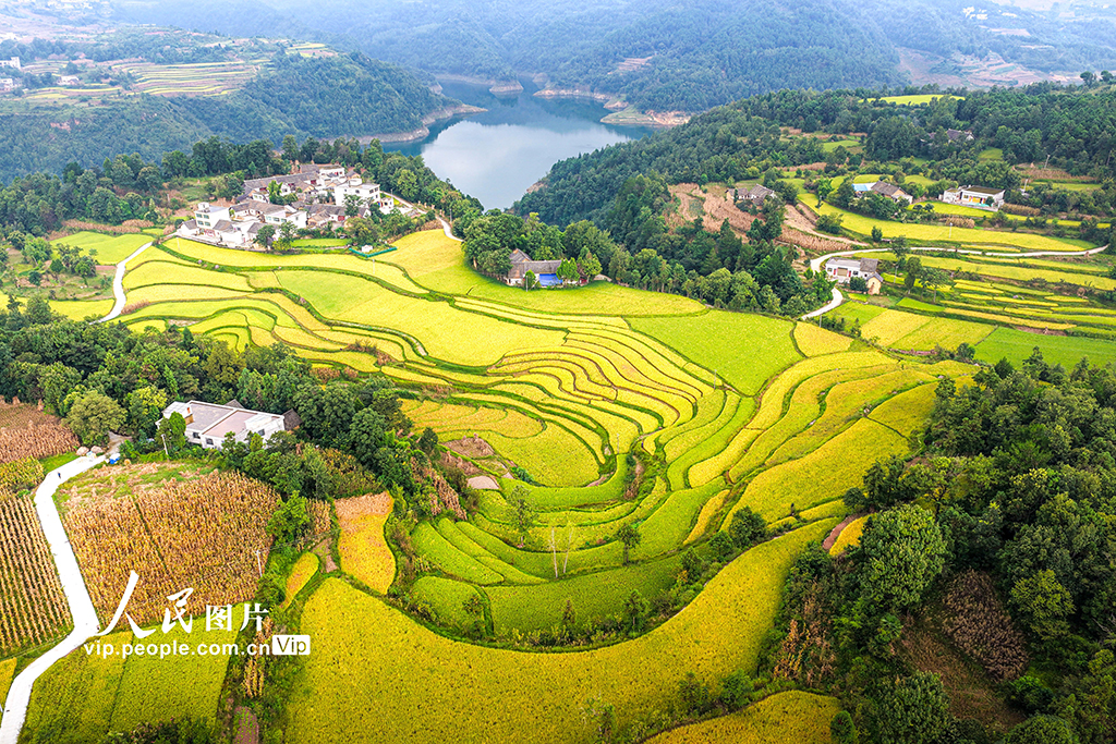 贵州黔西：梯田泛黄秋意浓
