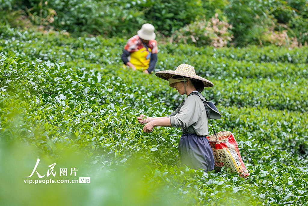 广西昭平：秋茶采摘忙