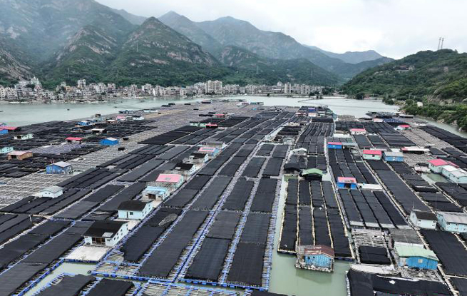 福建连江：“海洋牧场”五彩斑斓 场面壮观