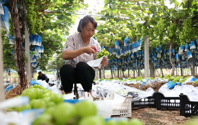 河北晋州：金秋葡萄熟 果农采收忙