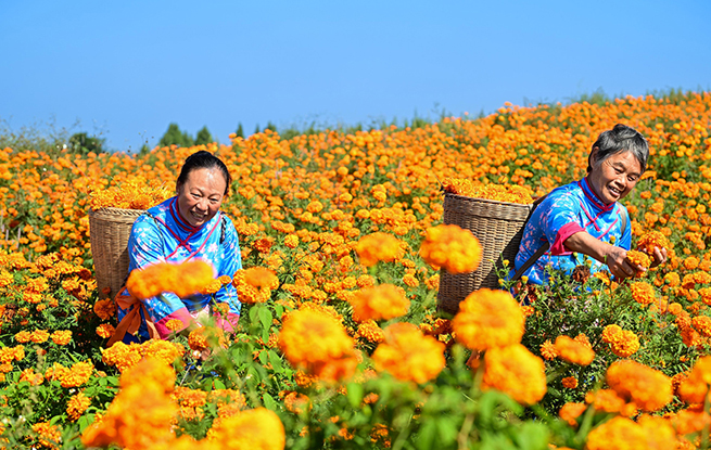 四川德阳：菊香引客来 田间采摘忙