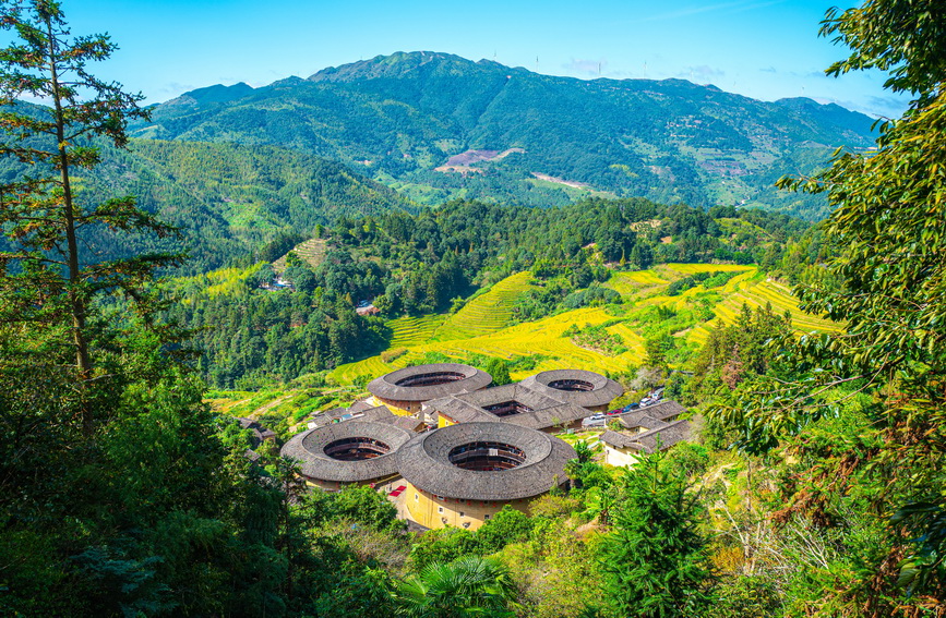 福建南靖：金色稻田映土楼