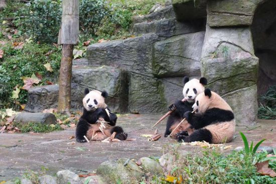 11月4日，大熊猫“汪佳”一家正在吃竹笋。新华社记者 边思琪 摄