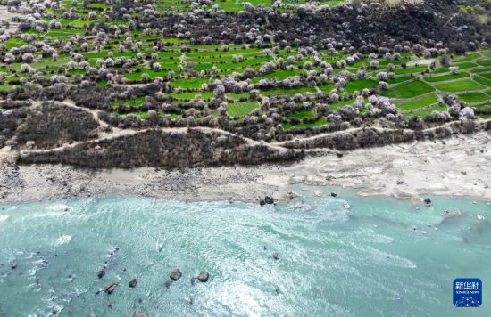这是林芝市南迦巴瓦峰下雅鲁藏布大峡谷内的桃花景色（4月3日摄，无人机照片）。