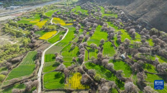 这是林芝市巴宜区朵当村桃花景色（4月2日摄，无人机照片）。