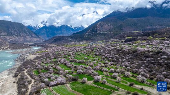 这是林芝市南迦巴瓦峰下雅鲁藏布大峡谷内的桃花景色（4月3日摄，无人机照片）。