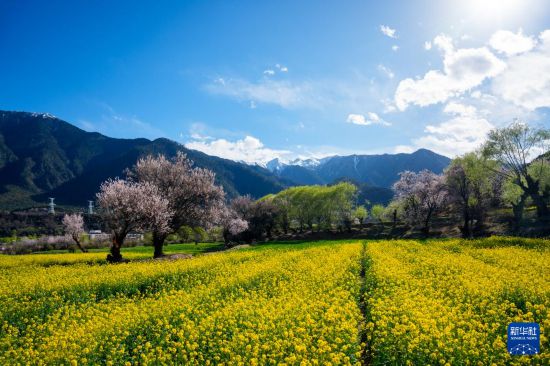 这是林芝市巴宜区朵当村桃花景色（4月2日摄）。